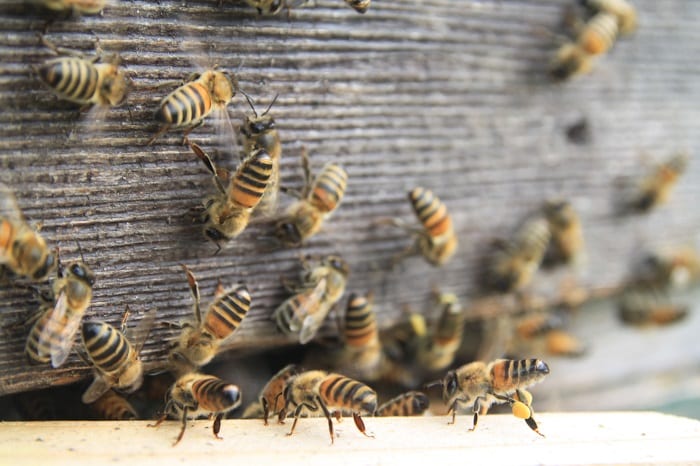 Bidfood launches campaign to back British bees