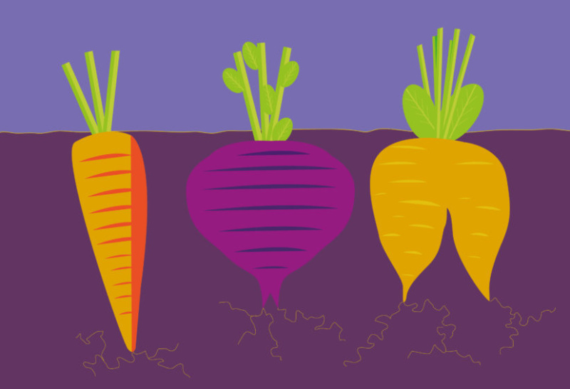 #RootingForVeg - the pledge for more veg by Gail Bridgeman