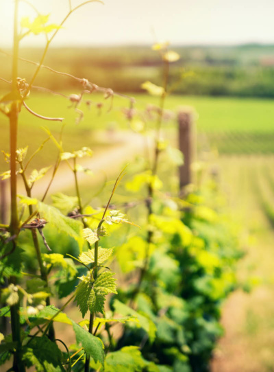 Romanian food trends