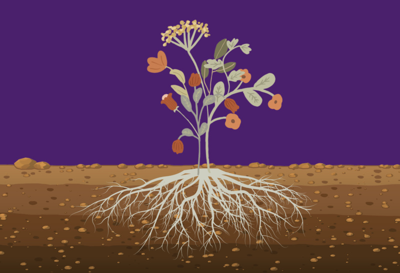 Growing activity in regenerative farming principles