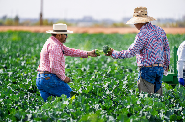 Farming Protests
