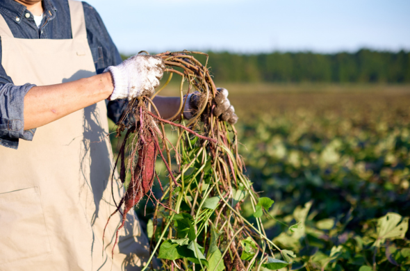 Support for British farming